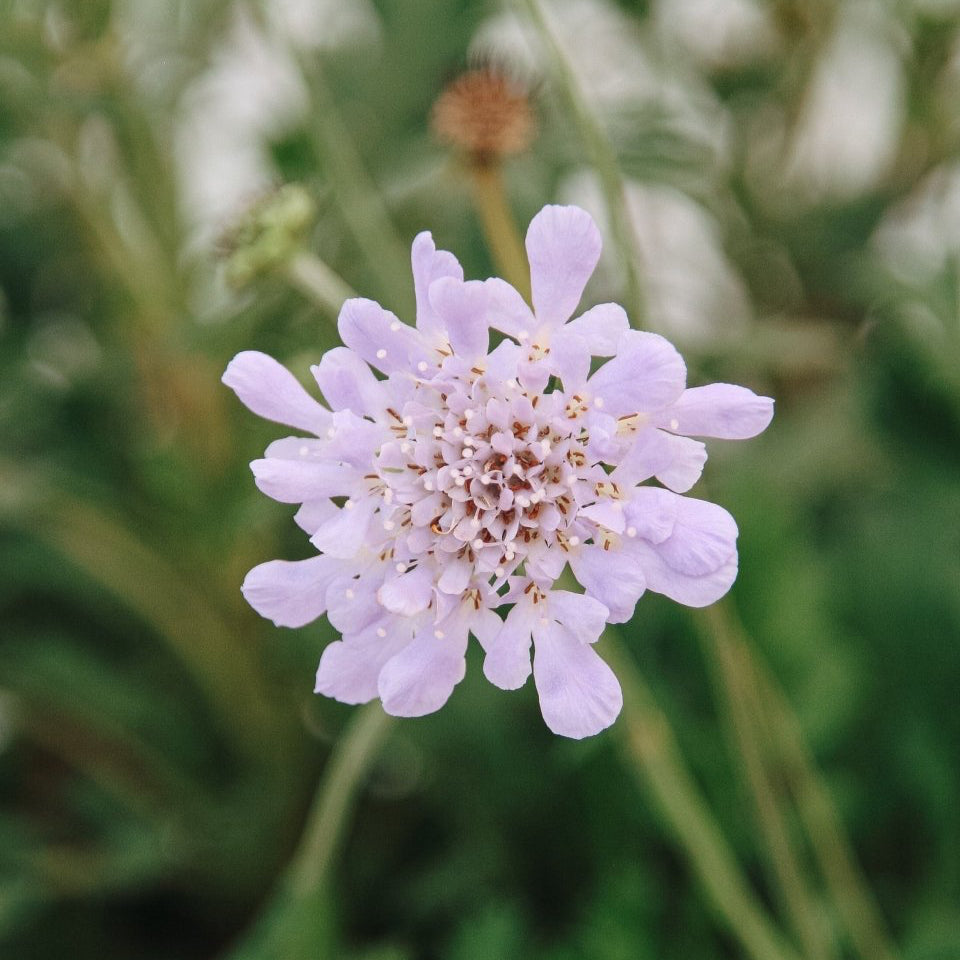 Deep Blue Pincushion Flower - LandscapeDirect