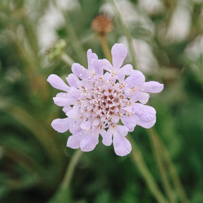 Deep Blue Pincushion Flower - LandscapeDirect