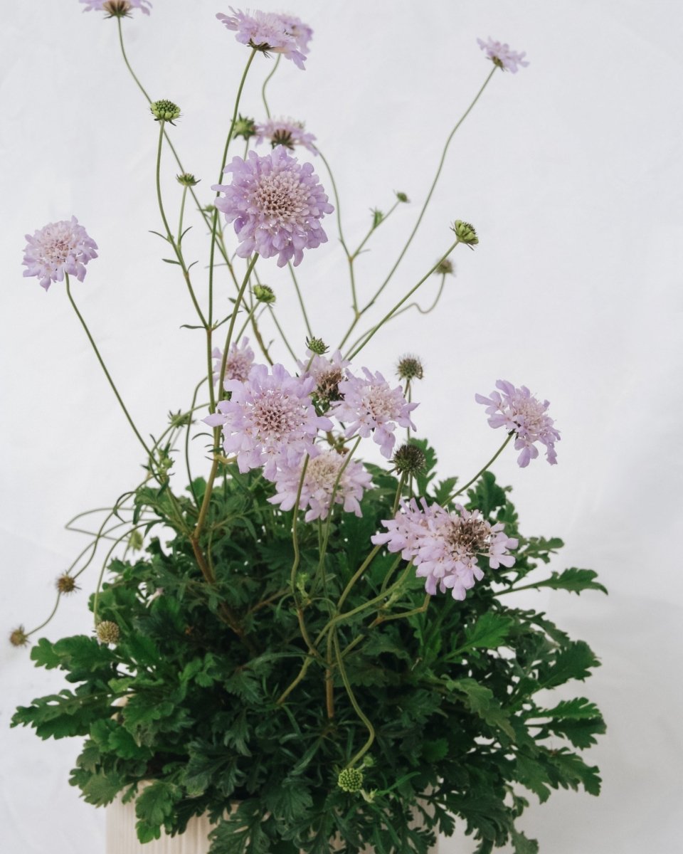 Deep Blue Pincushion Flower - LandscapeDirect