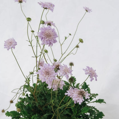 Deep Blue Pincushion Flower - LandscapeDirect