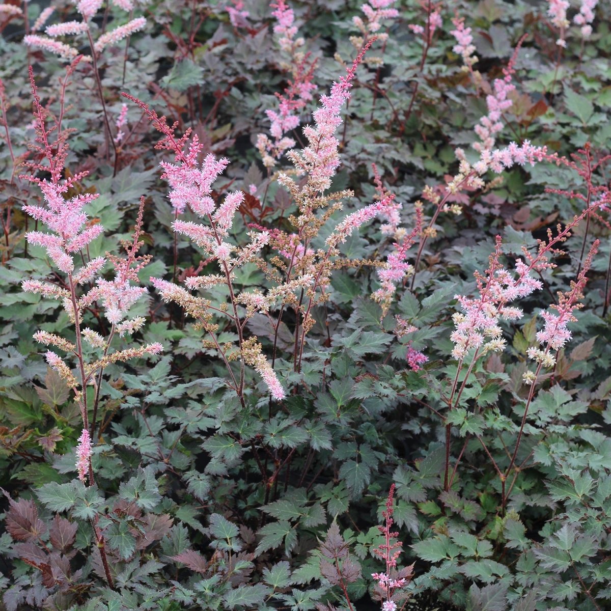 Delft Lace False Spirea - LandscapeDirect