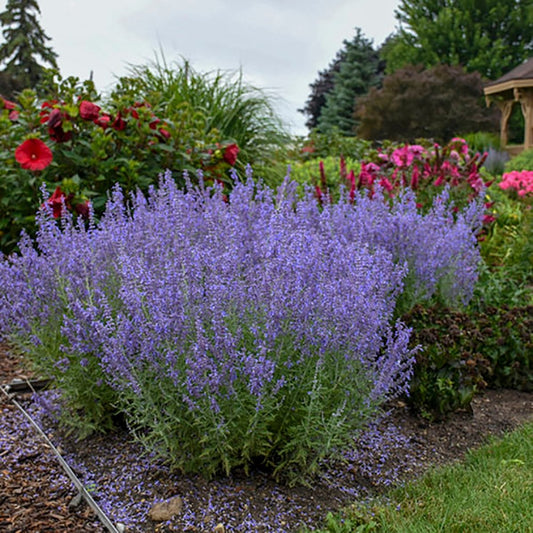 Denim 'n Lace Russian Sage - LandscapeDirect