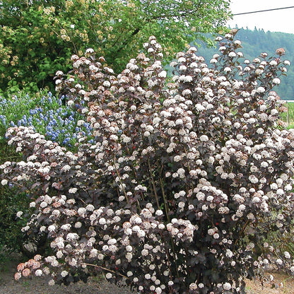 Diabolo Ninebark - LandscapeDirect