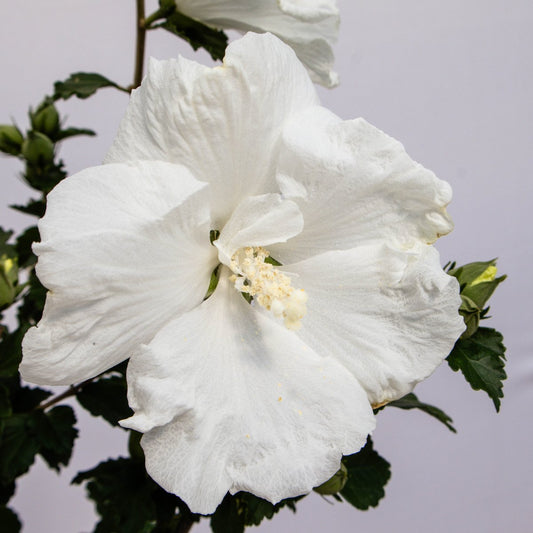 Diana Rose of Sharon/Althea - LandscapeDirect