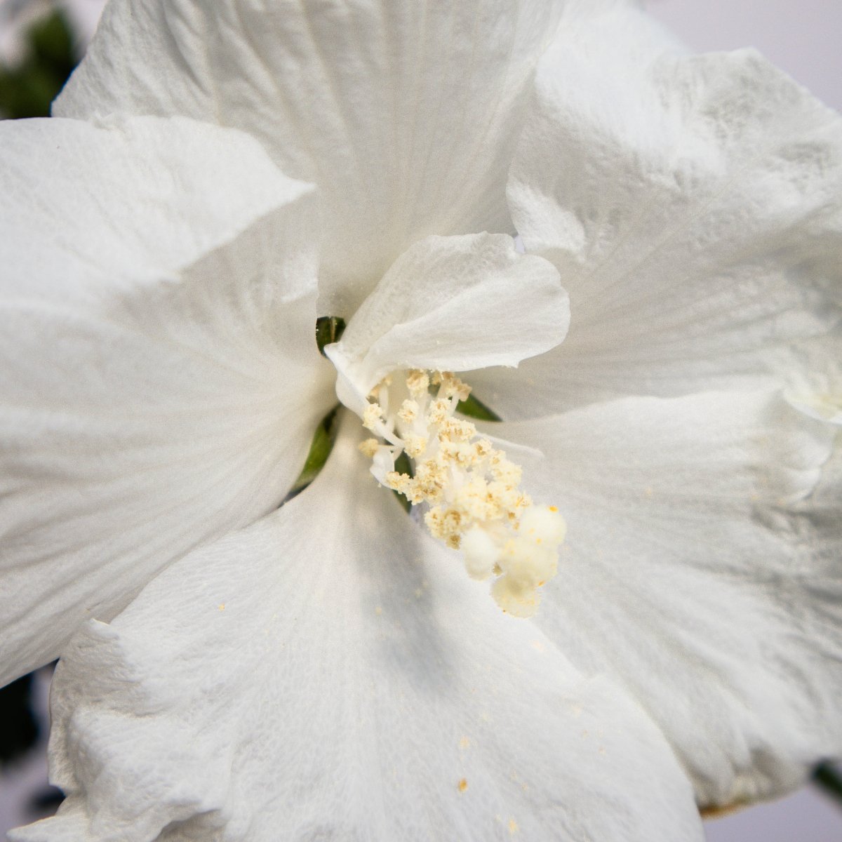 Diana Rose of Sharon/Althea - LandscapeDirect