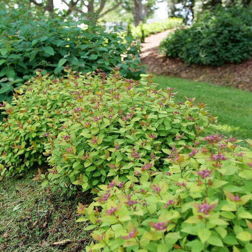 Dolly™ Spirea - LandscapeDirect