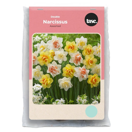 Double Assorted Daffodil - LandscapeDirect