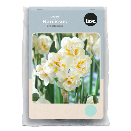 Double Cheerfulness Daffodil - LandscapeDirect