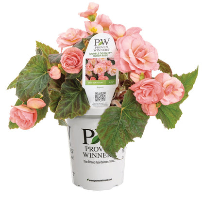 Double Delight Blush Rose Begonia - LandscapeDirect