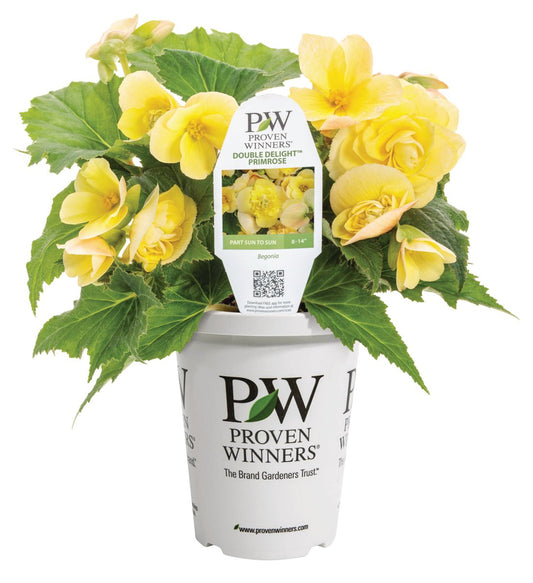 Double Delight Primrose Begonia - LandscapeDirect