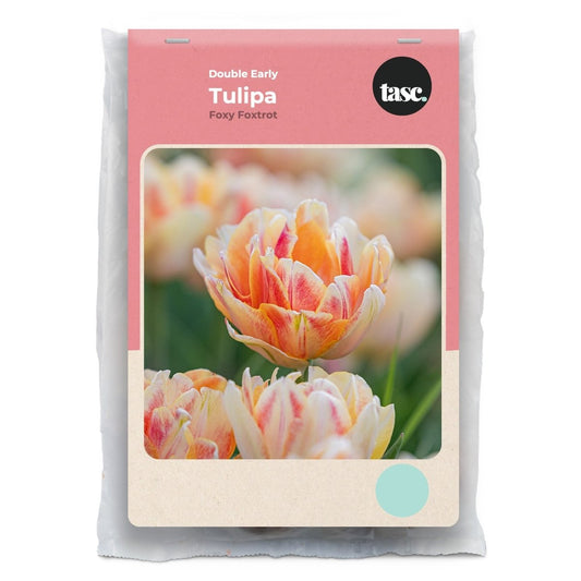 Double Early Foxy Foxtrot Tulip - LandscapeDirect