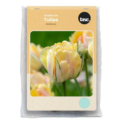 Double Late Akebono Tulip - LandscapeDirect