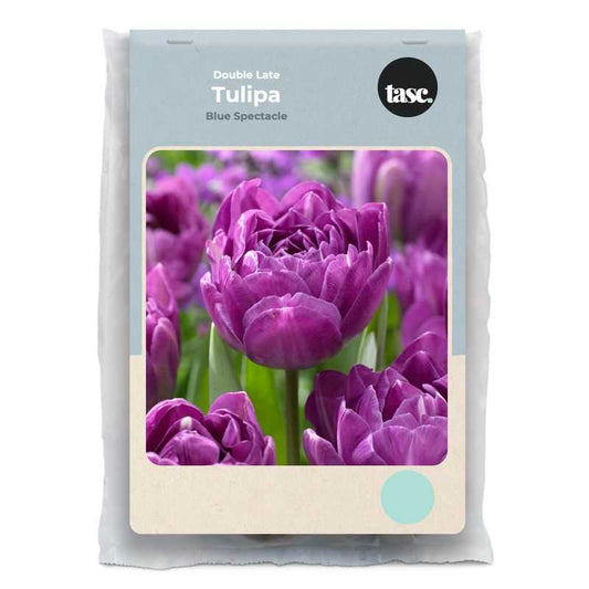 Double Late Blue Spectacle Tulip - LandscapeDirect