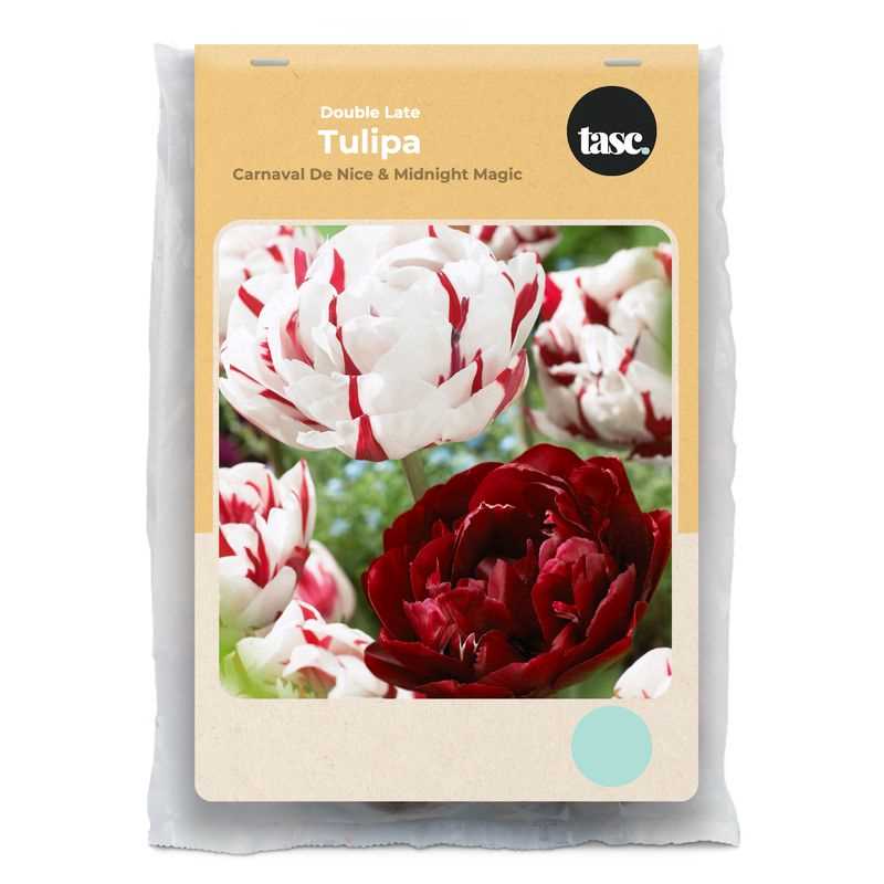 Double Late Carnaval De Nice & Midnight Magic Tulip - LandscapeDirect