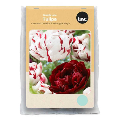 Double Late Carnaval De Nice & Midnight Magic Tulip - LandscapeDirect