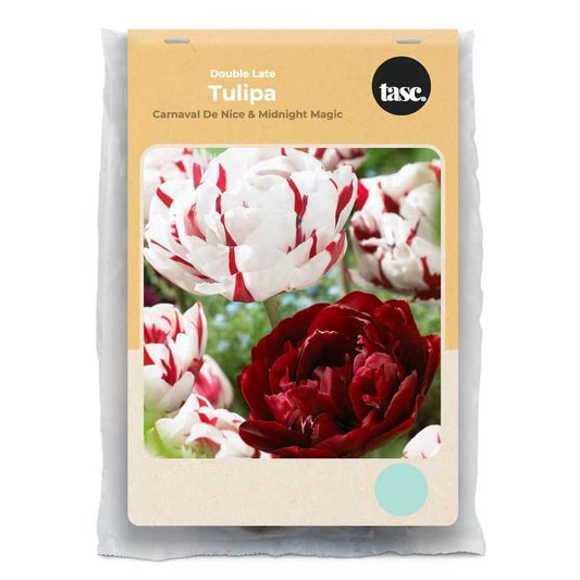 Double Late Carnaval De Nice & Midnight Magic Tulip - LandscapeDirect
