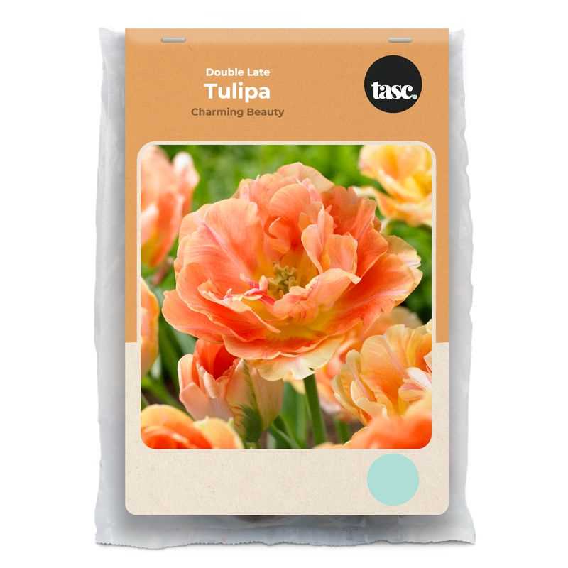 Double Late Charming Beauty Tulip - LandscapeDirect