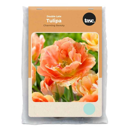 Double Late Charming Beauty Tulip - LandscapeDirect
