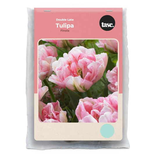 Double Late Finola Tulip - LandscapeDirect