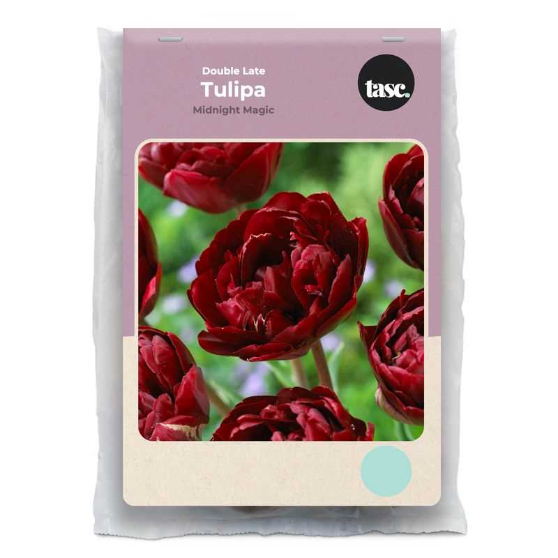 Double Late Midnight Magic Tulip - LandscapeDirect