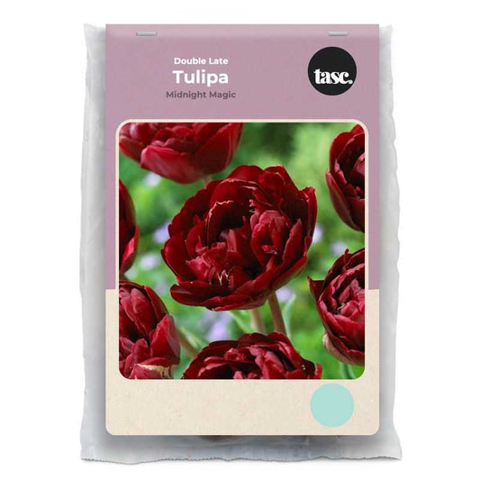 Double Late Midnight Magic Tulip - LandscapeDirect