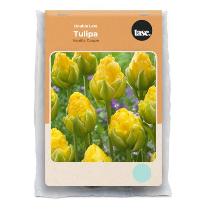 Double Late Vanilla Coupe Tulip - LandscapeDirect