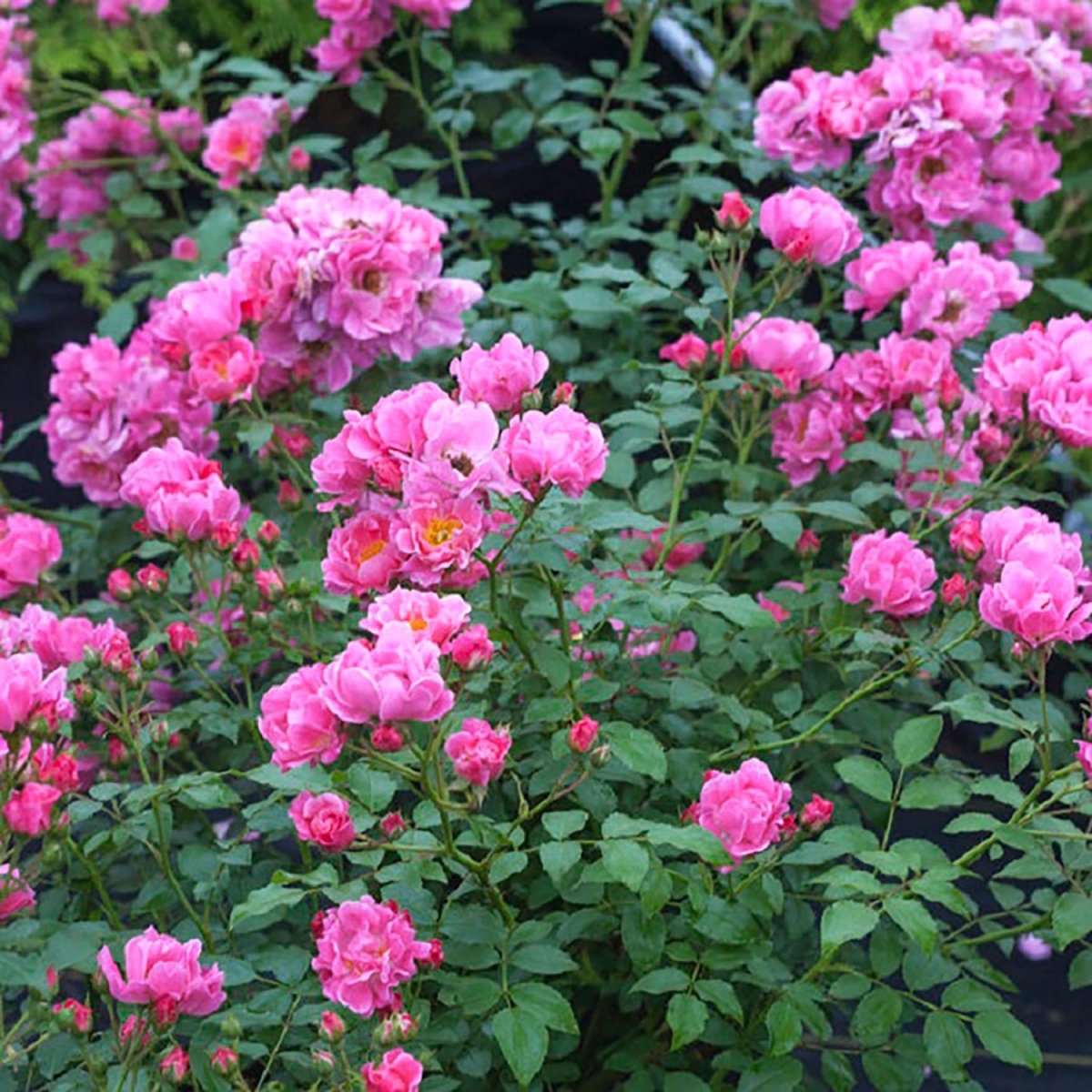 Double Pink Shrub Rose - LandscapeDirect