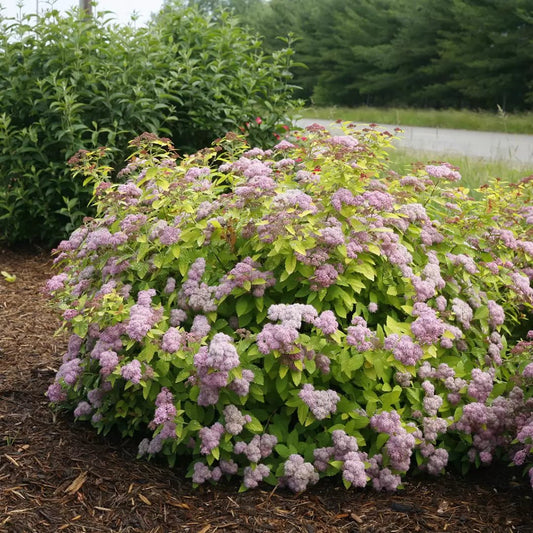 Double Play Big Bang Spirea - LandscapeDirect