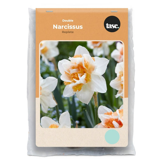Double Replete Daffodil - LandscapeDirect