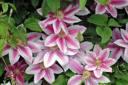 Dr. Ruppel Clematis - LandscapeDirect