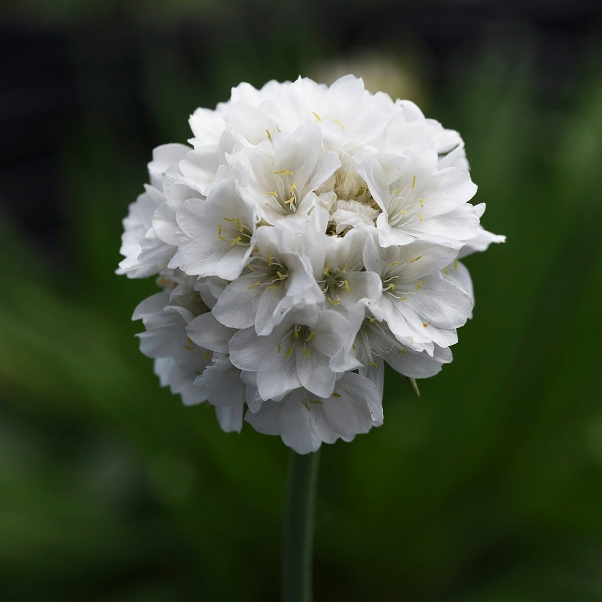 Dream Clouds Sea Thrift - LandscapeDirect