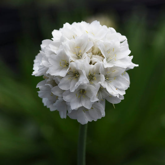 Dream Clouds Sea Thrift - LandscapeDirect