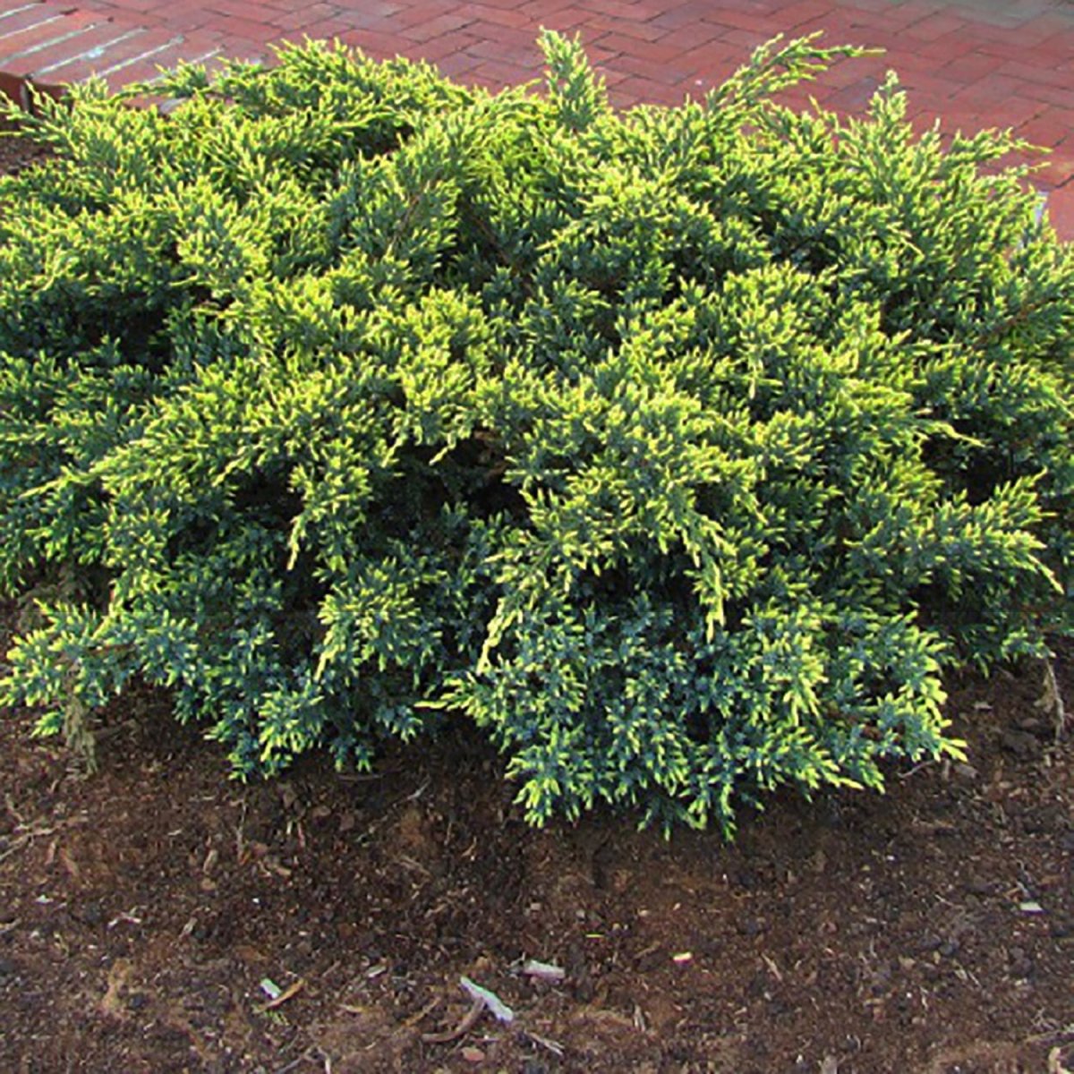 Dream Joy Juniper – LandscapeDirect