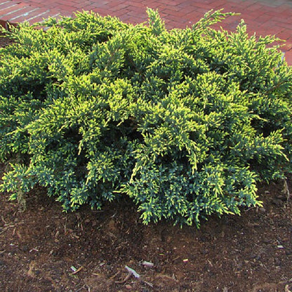 Dream Joy Juniper - LandscapeDirect