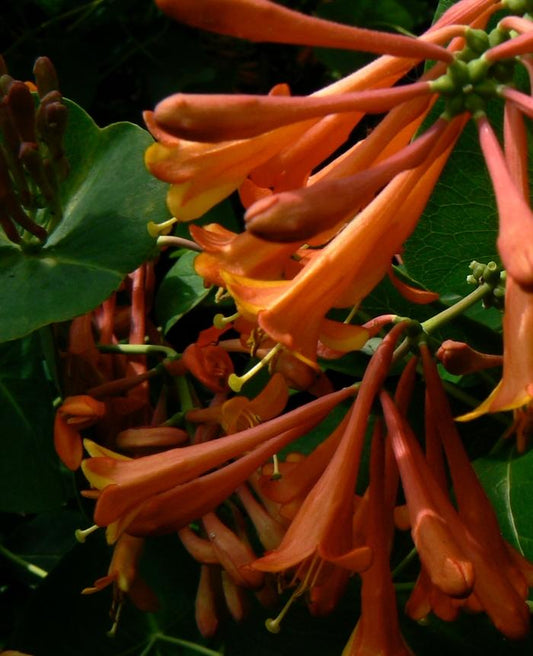 Dropmore Scarlet Honeysuckle - LandscapeDirect