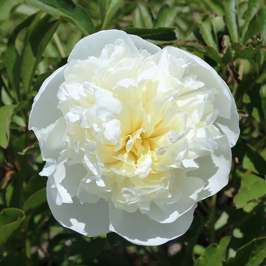 Duchesse de Nemours Peony - LandscapeDirect