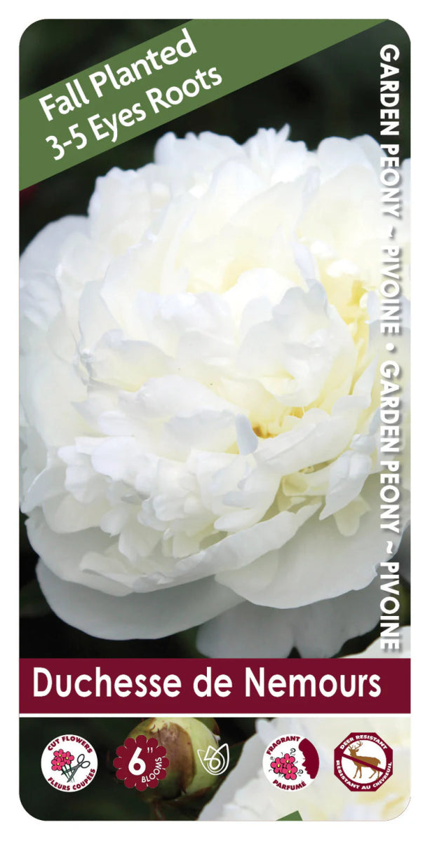 Duchesse de Nemours Peony Bulb - LandscapeDirect