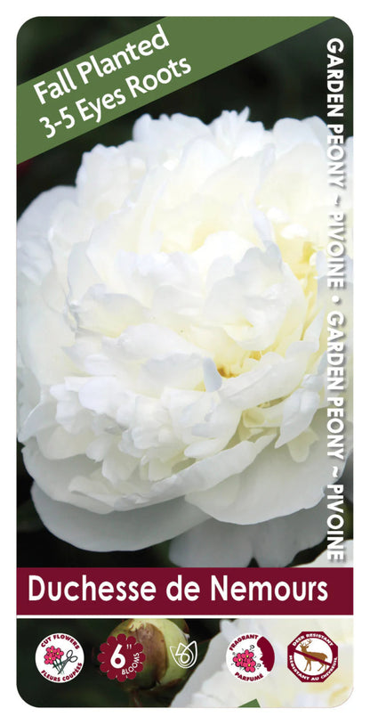 Duchesse de Nemours Peony Bulb - LandscapeDirect