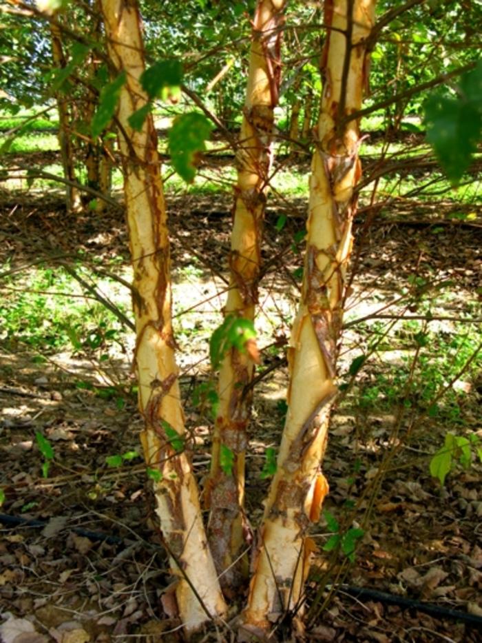Dura Heat River Birch - Clump - LandscapeDirect