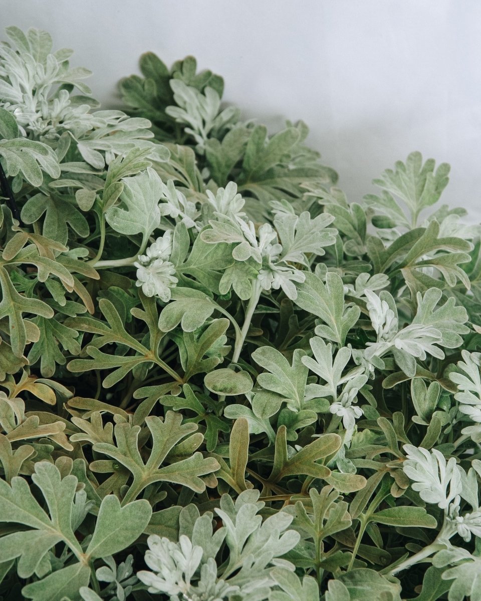 Dusty Miller Artemesia - LandscapeDirect
