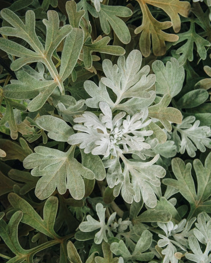 Dusty Miller Artemesia - LandscapeDirect