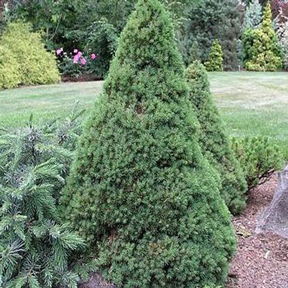 Dwarf Alberta Spruce - LandscapeDirect