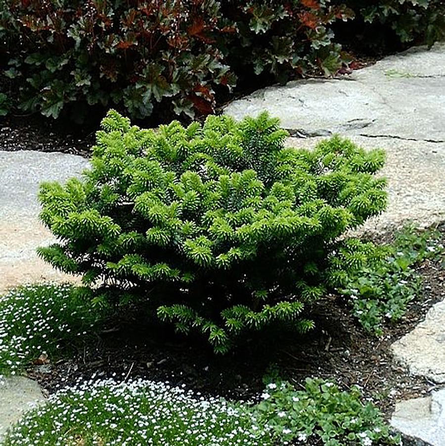 Dwarf Balsam Fir - LandscapeDirect