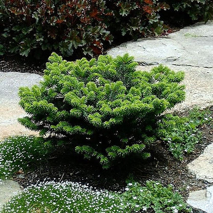 Dwarf Balsam Fir - LandscapeDirect