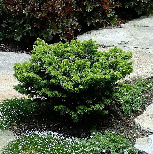 Dwarf Balsam Fir - LandscapeDirect