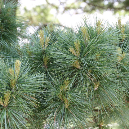 Dwarf Eastern White Pine - LandscapeDirect
