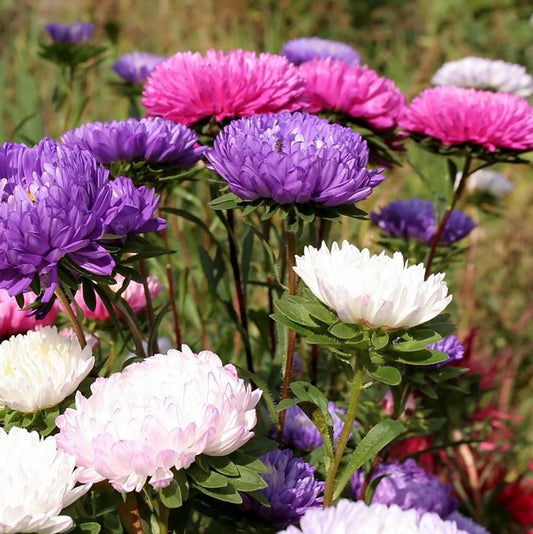 Dwarf Mix Alpine Aster - LandscapeDirect