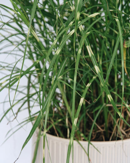 Dwarf Zebra Grass - LandscapeDirect