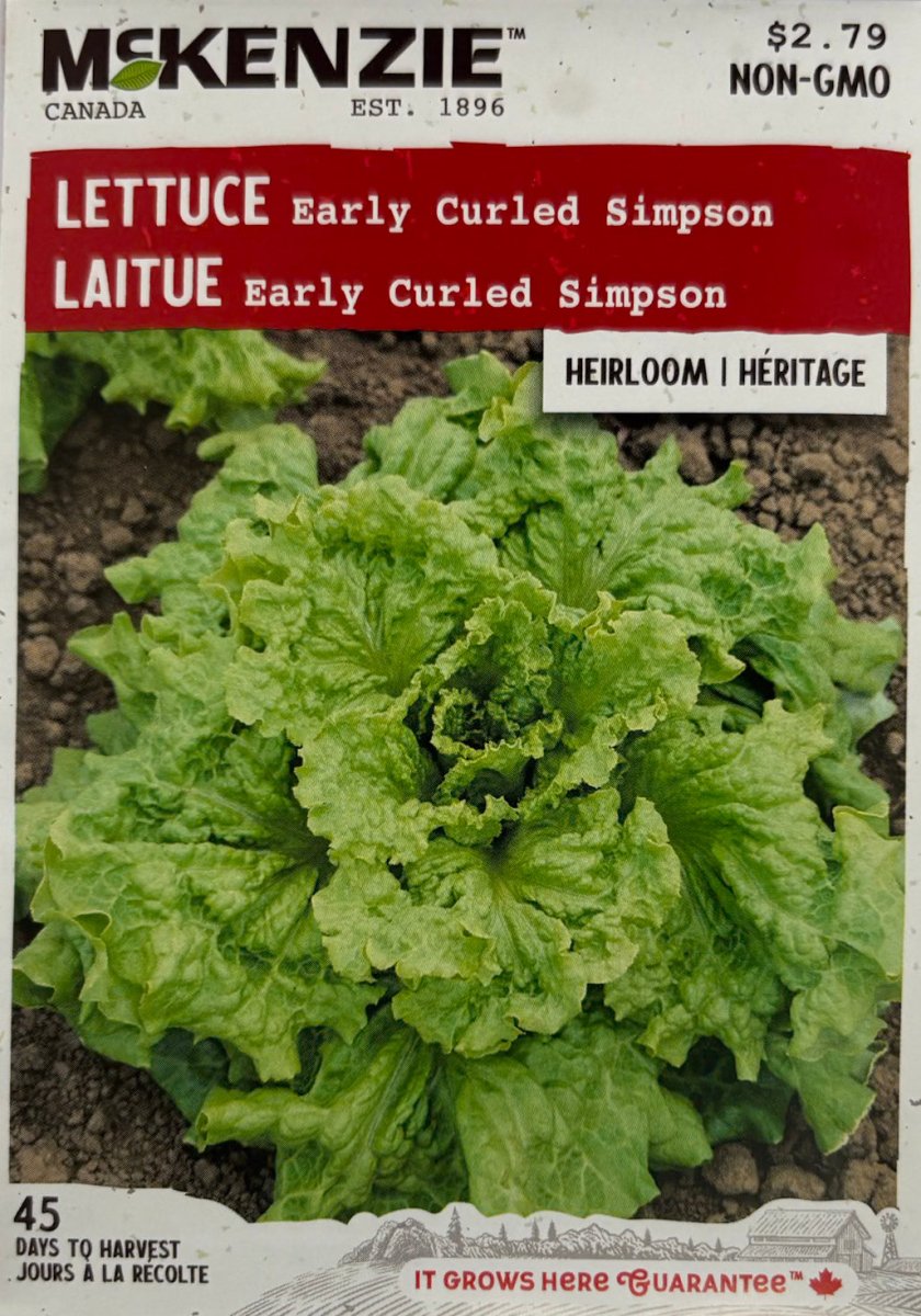 Early Curled Simpson Lettuce - LandscapeDirect