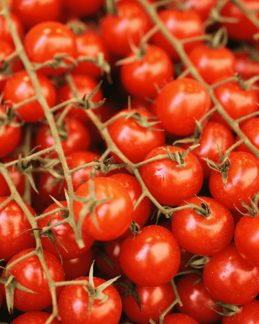 Early Girl Tomato - LandscapeDirect